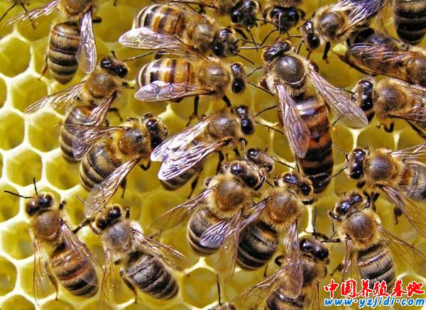 蜜蜂副傷寒病的治療