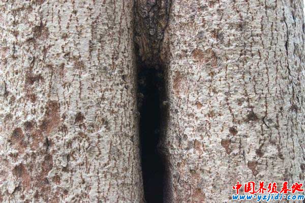 如何捕捉樹洞里的野生蜜蜂