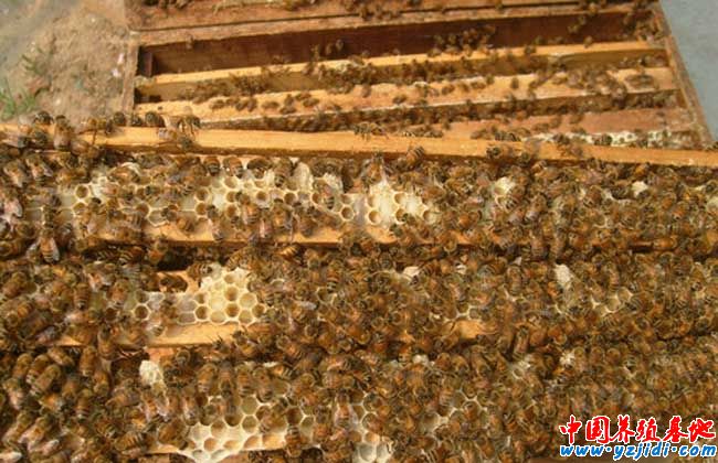 蜜蜂快速繁殖技術