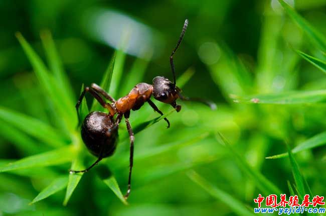 中華蜜蜂養殖