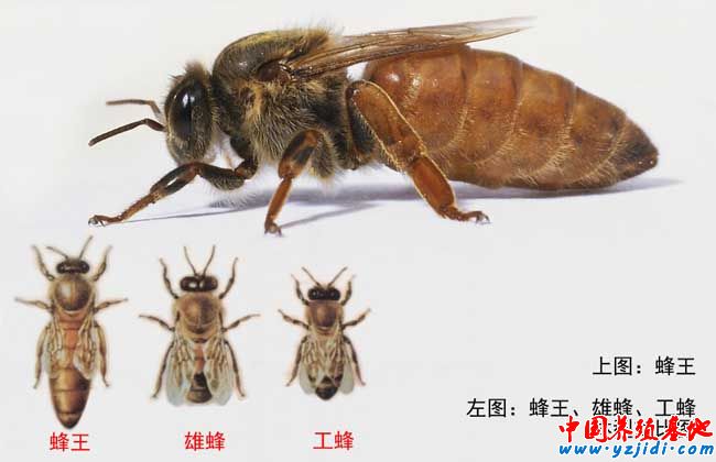 蜂王和王臺的誘入