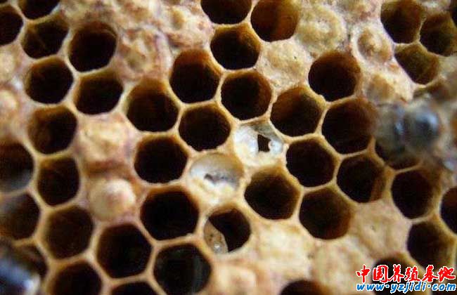 蜜蜂爛子病
