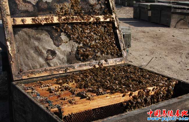 蜜蜂飼料配置方法
