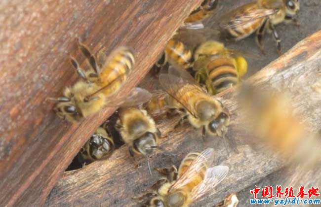 蜜蜂什么時候繁殖快