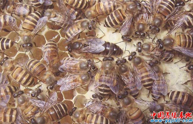 中蜂如何換王