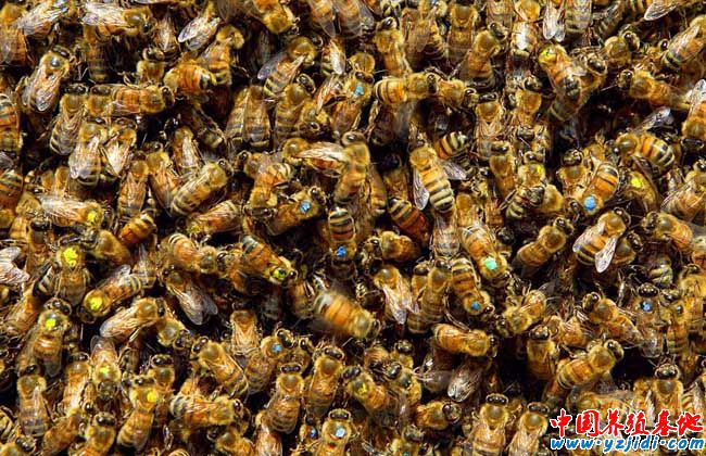蜜蜂為什么不會迷路