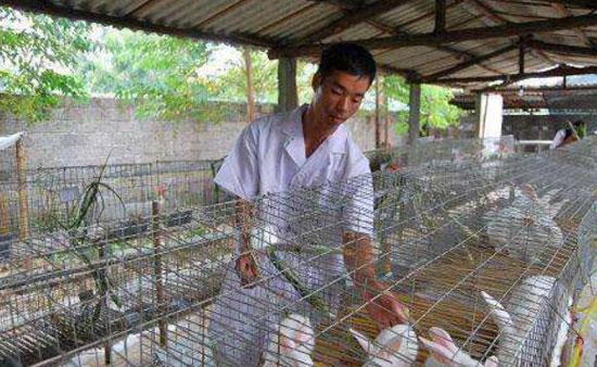 養兔子賺錢嗎，兔子養殖成本與利潤分析