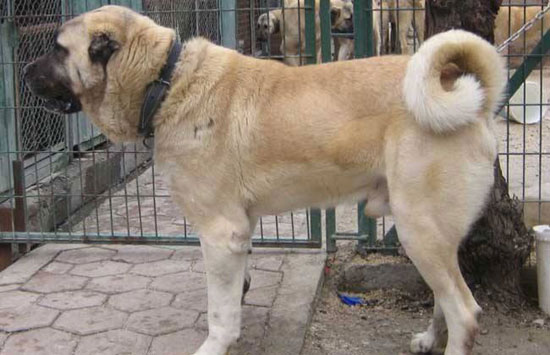 坎高犬多少錢一只