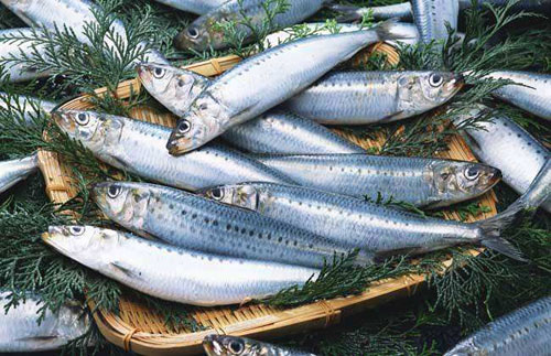 馬鮫魚多少錢一斤？