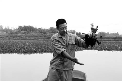 螃蟹塘可以養水葫蘆嗎？