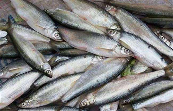 白條魚的養殖方法