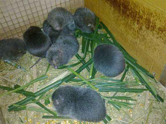 為什么這么多人養竹鼠？竹鼠養殖出來了有人回收嗎？