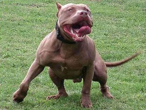 比特犬