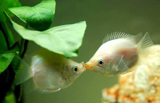 接吻魚的資料和圖片