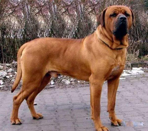 土佐犬