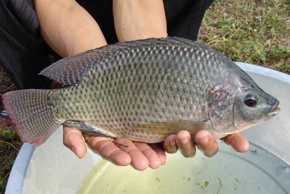 羅非魚價格多少錢一斤？