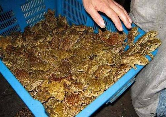 人工養殖蟾蜍的注意事項