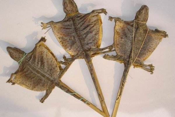 蛤蚧價格多少錢一對？