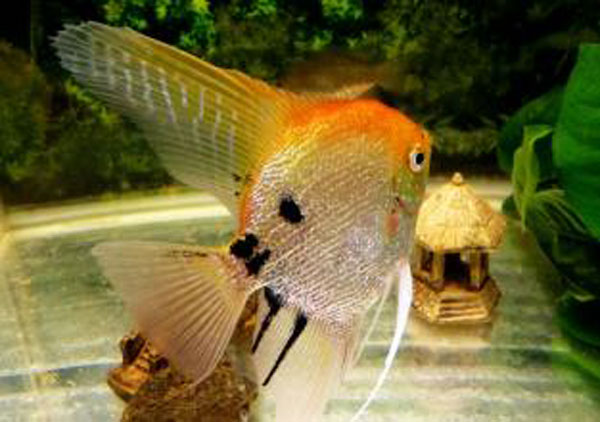 金頭神仙魚