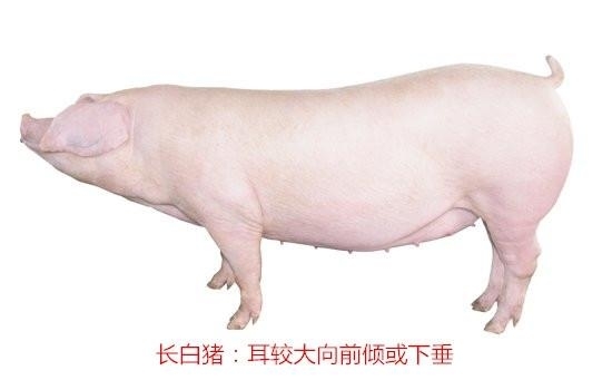 長白豬和大白豬的區別