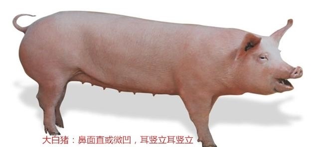 長白豬和大白豬的區別