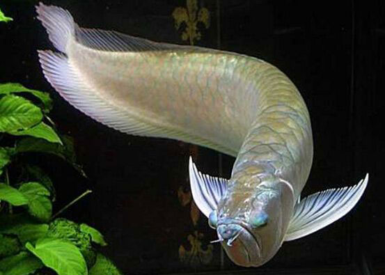 銀龍魚圖片，銀龍魚頭部圖片