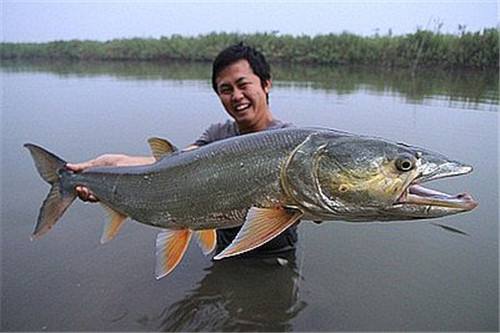 鳡魚多少錢一斤？鳡魚的營養價值和食用方法