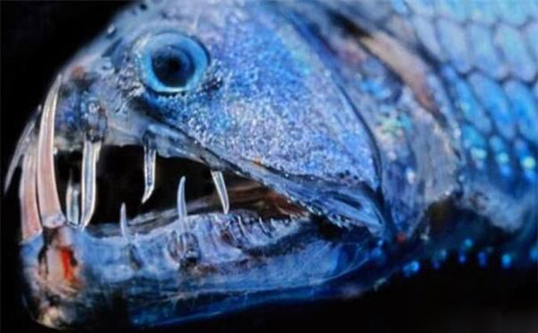 深海龍魚能吃嗎？深海龍魚發光嗎？深海龍魚吃什么？