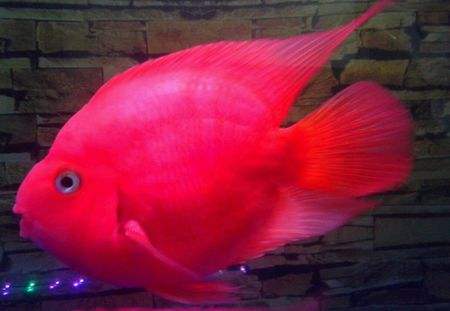 紅鸚鵡魚圖片