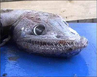 毒蛇魚（蝰蛇魚）是什么魚？