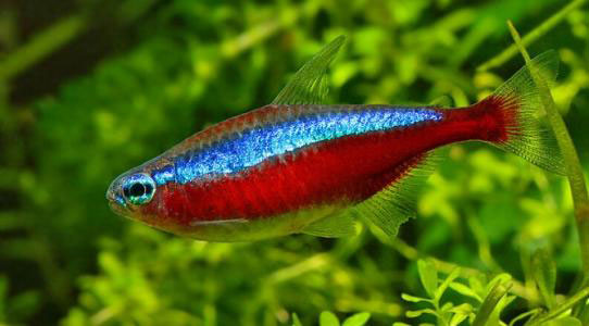 霓虹燈魚怎么養？霓虹燈魚養殖方法