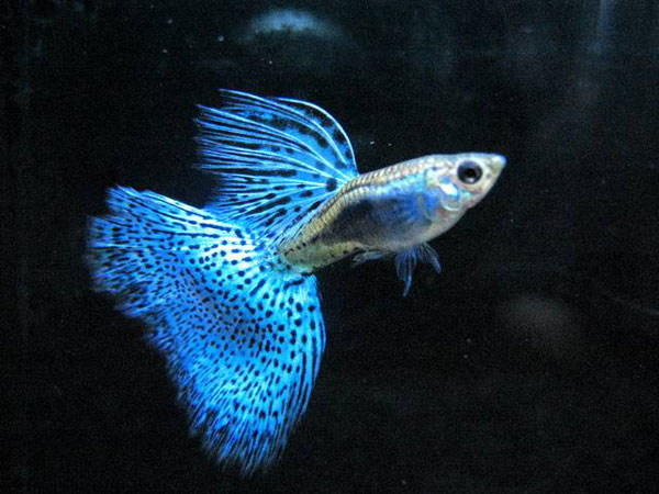 孔雀魚難產的解決辦法,孔雀魚難產的剖腹手術