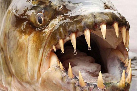 巨型水虎魚戰斗力強嗎？