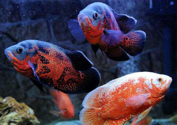 地圖魚圖片，地圖魚長什么樣？
