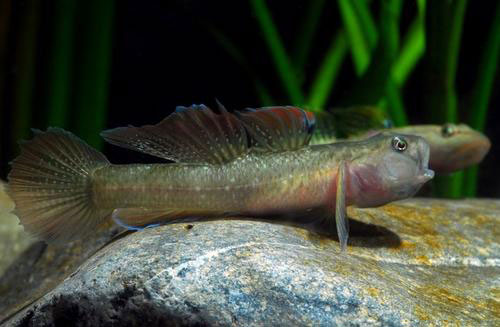狼牙蝦虎魚（紅鰻蝦虎魚）吃什么食物？