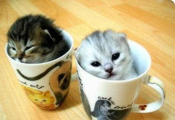 茶杯貓多少錢一只？