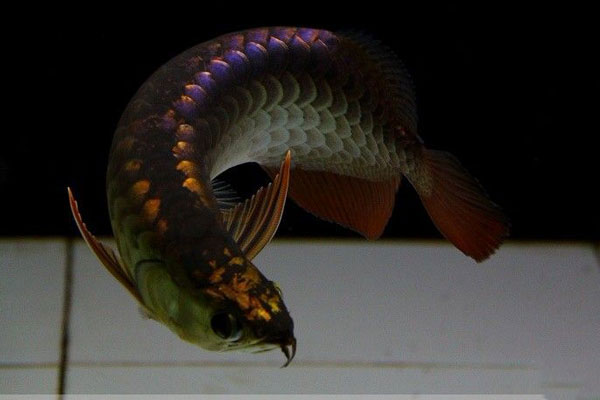 紫底金龍魚圖片 紫底金龍魚簡介特征