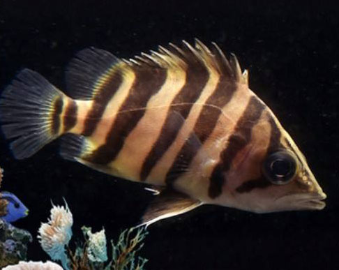 四紋印尼虎魚圖片 四紋印尼虎魚習性簡介介紹