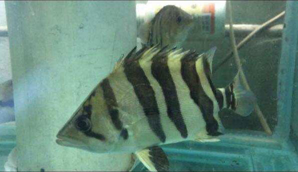 四紋印尼虎魚圖片 四紋印尼虎魚習性簡介介紹