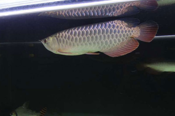 紫底金龍魚圖片 紫底金龍魚簡介特征