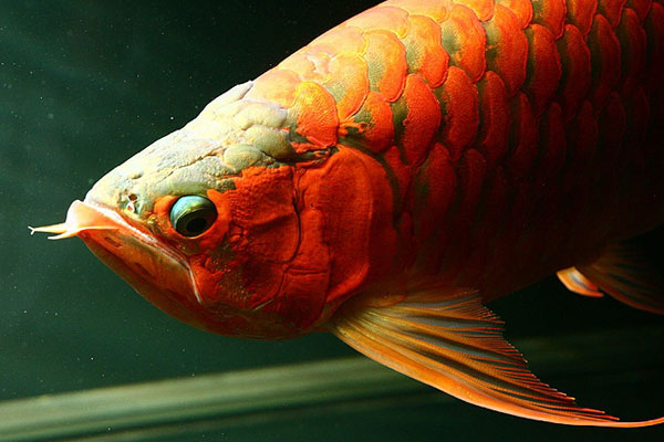龍魚掉眼的原因和預防方法
