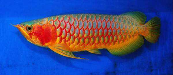 辣椒紅龍魚圖片 辣椒紅龍魚基本特征