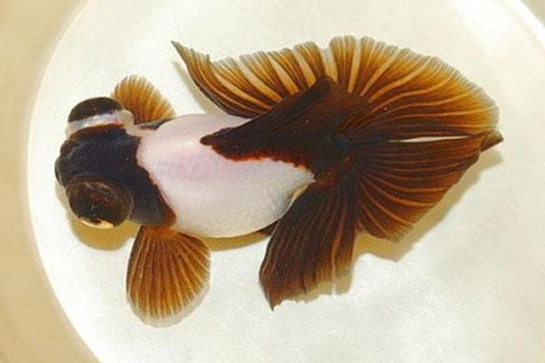 鳳尾龍睛圖片