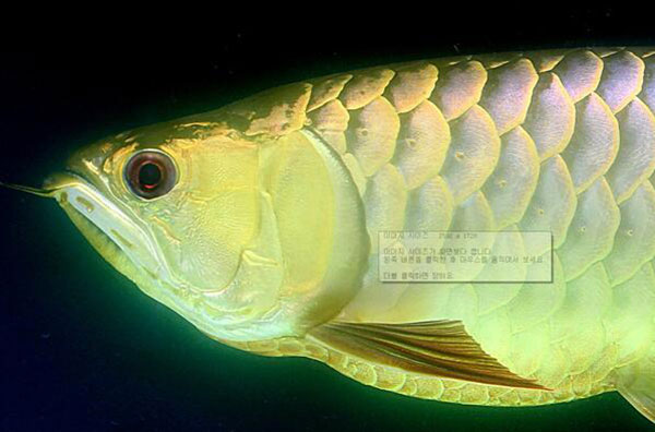 龍魚掉眼的原因和預防方法