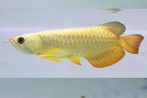 24K小金頭金龍魚介紹和飼養方法