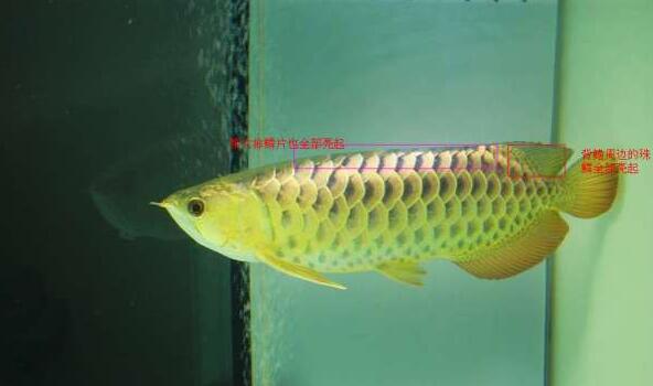過背金龍魚圖片