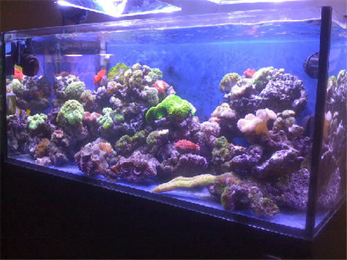 海水缸柏林系統