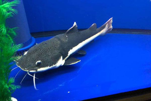 招財貓魚（紅尾鯰、狗仔鯨）常見病