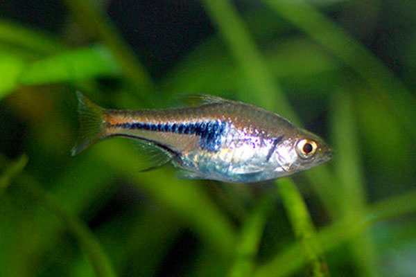 藍三角燈魚介紹，藍三角燈魚特種習性