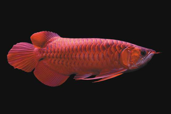 紫艷紅龍魚有哪些種類？